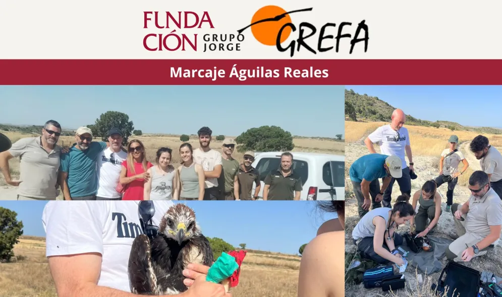 Marcaje crías águila real Marcaje crías águila real