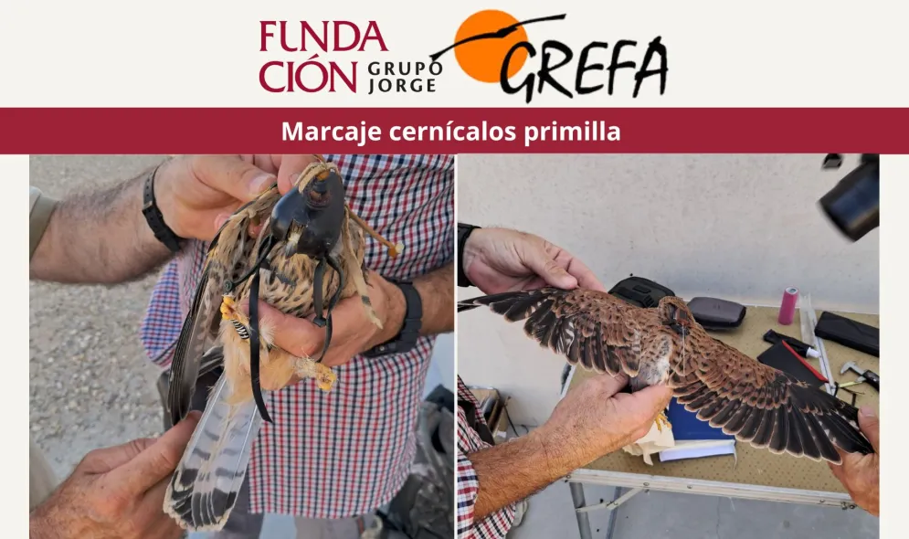 Marcaje cernícalos primilla Marcaje cernícalos primilla