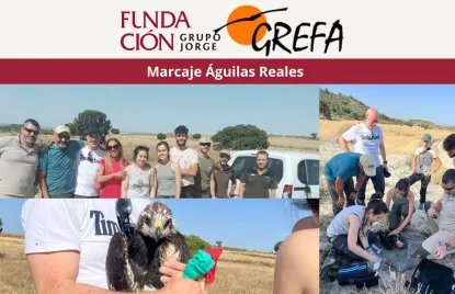 Marcaje crías águila real