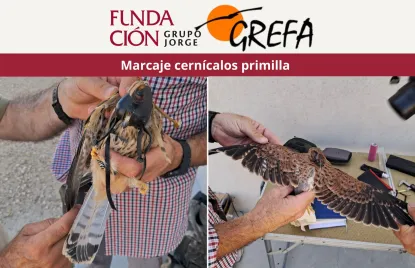 Marcaje cernícalos primilla